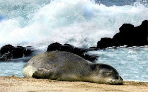 Monk Seal Campaign