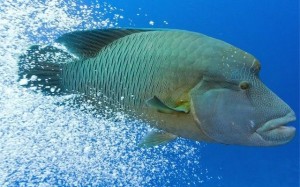 Saving your Wrasses