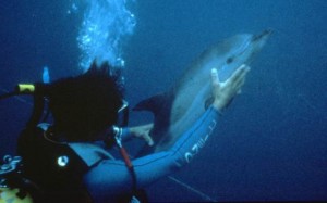 Flipper Fund = Dolphin Saving