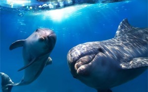 Flipper Fund Saves Dolphins