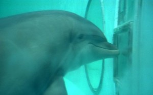 We’ve showed the world the dolphin mind