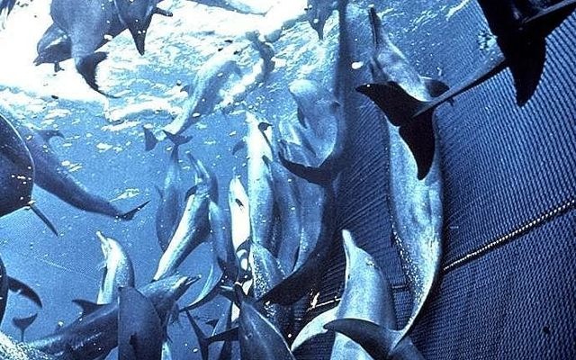 Dolphins Are Still Accidental Casualties of Tuna Fishing