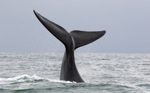 rightwhaletail_27185224_640400